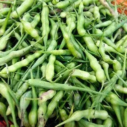 Radish Pod Moongra - Pakistan