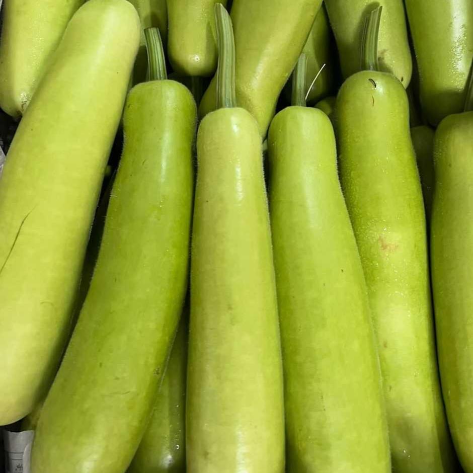 Long Dudhi - Pakistan