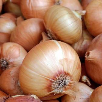 Onions - Netherlands