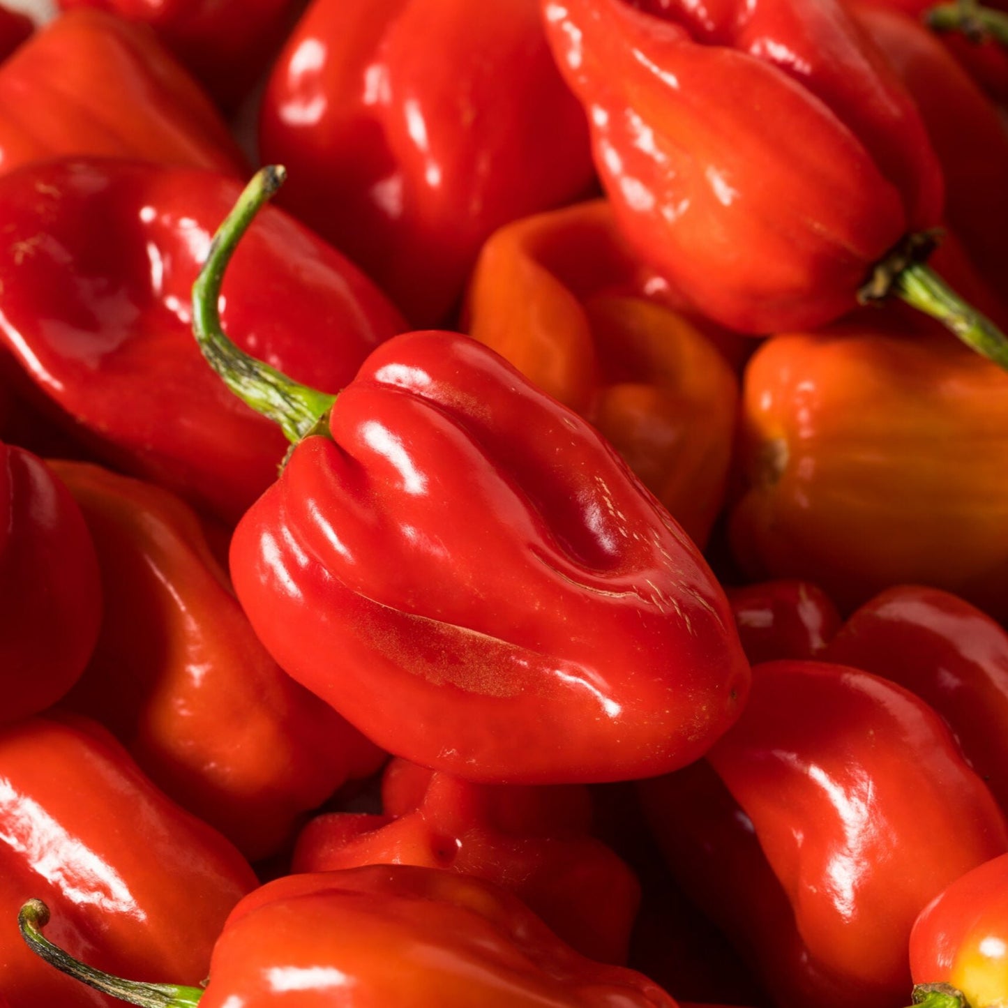 Habanero - Rwanda