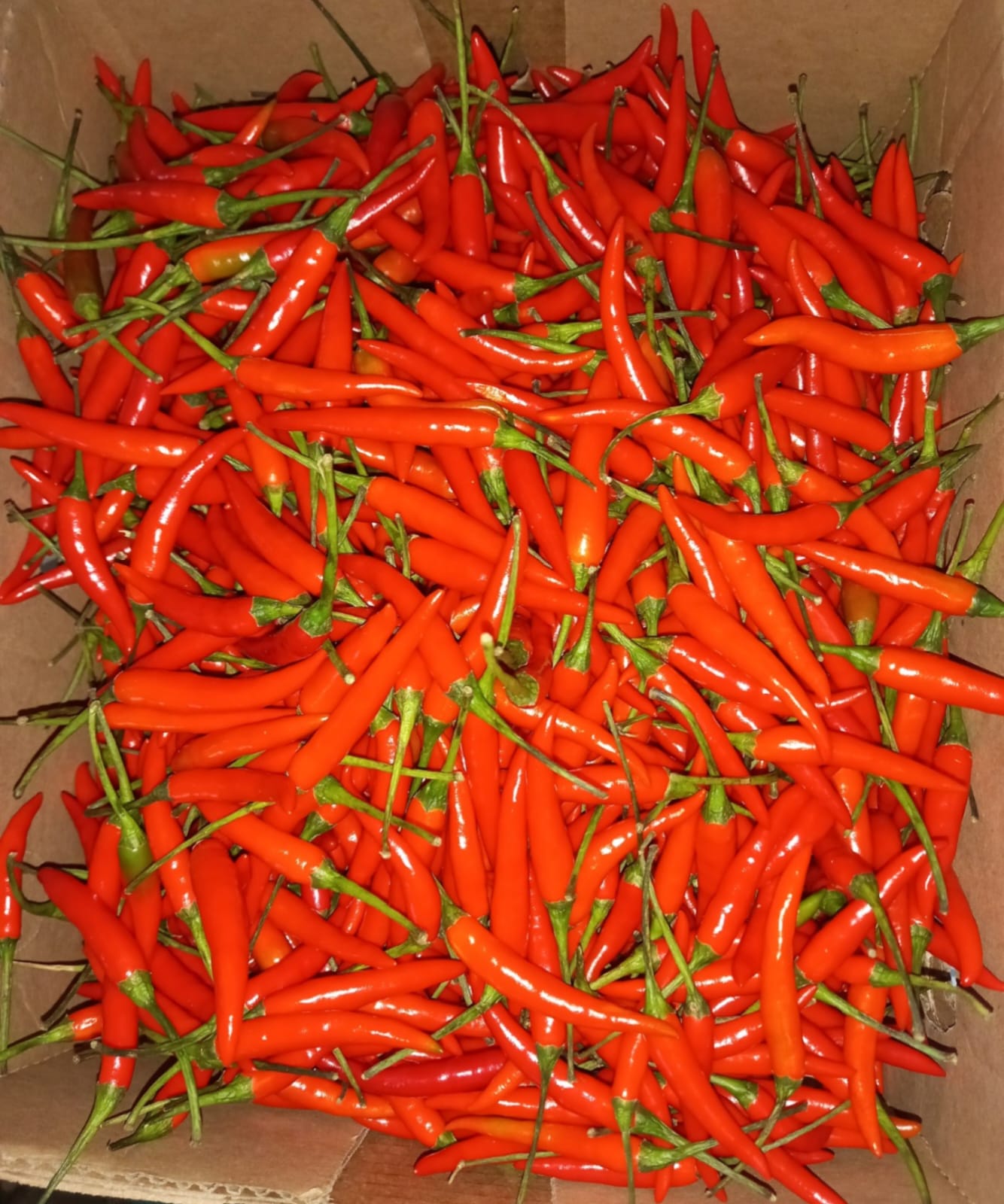 Red Birdeye Chilli - Kenya
