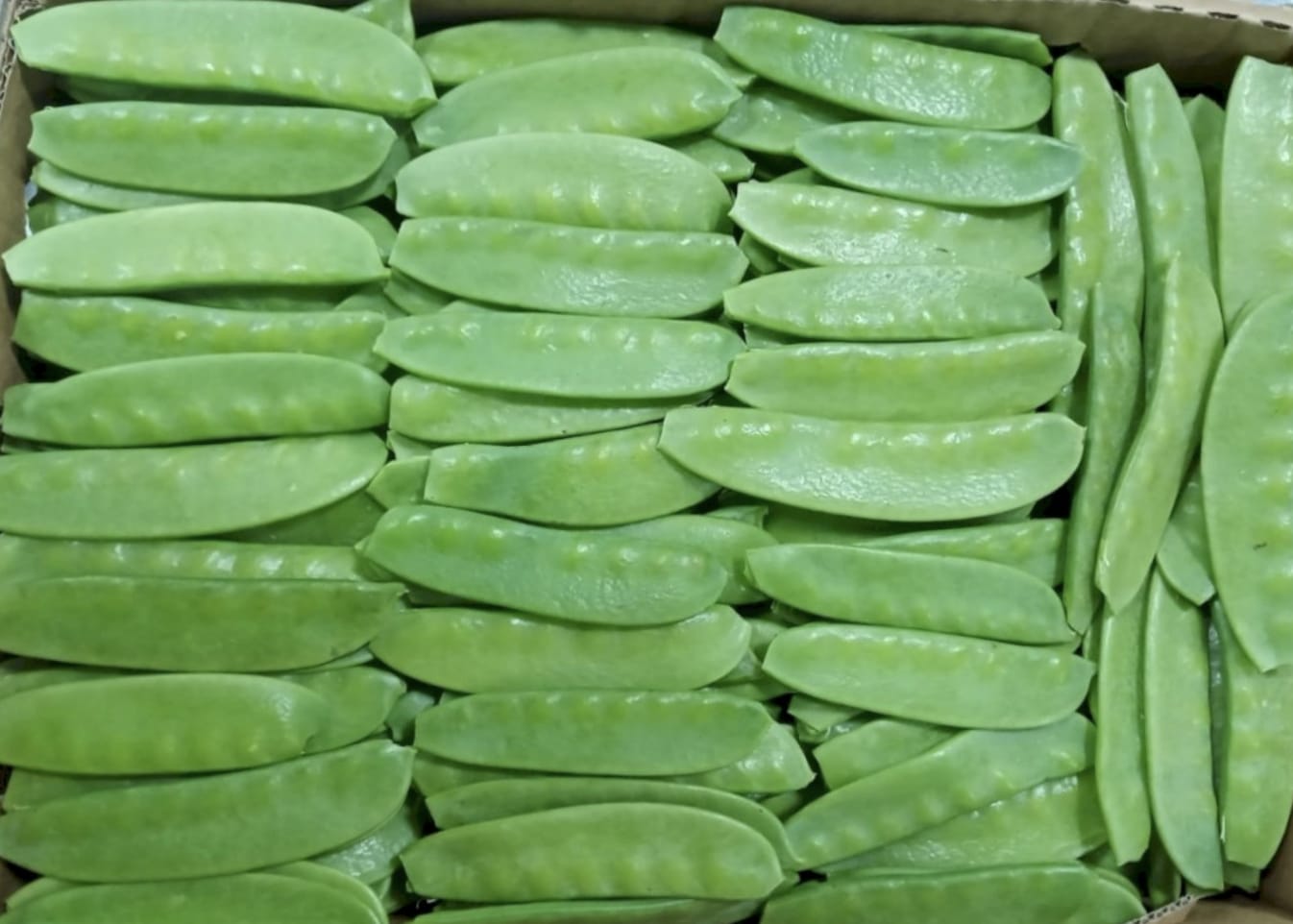 Snowpeas - Kenya