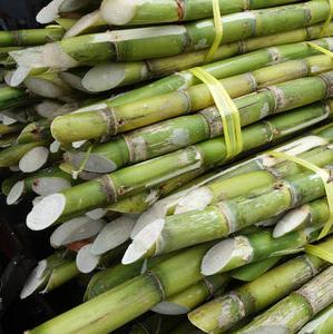 Sugarcane - Uganda