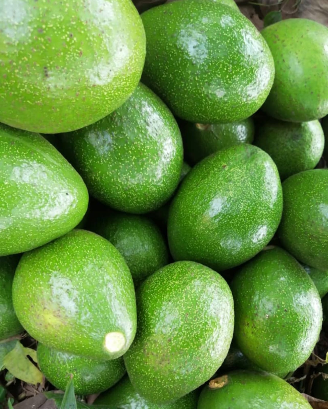 Avocado - Uganda