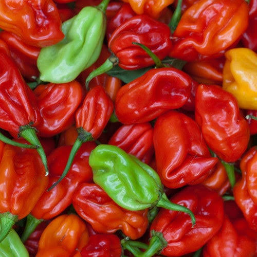 Hot Pepper - Uganda