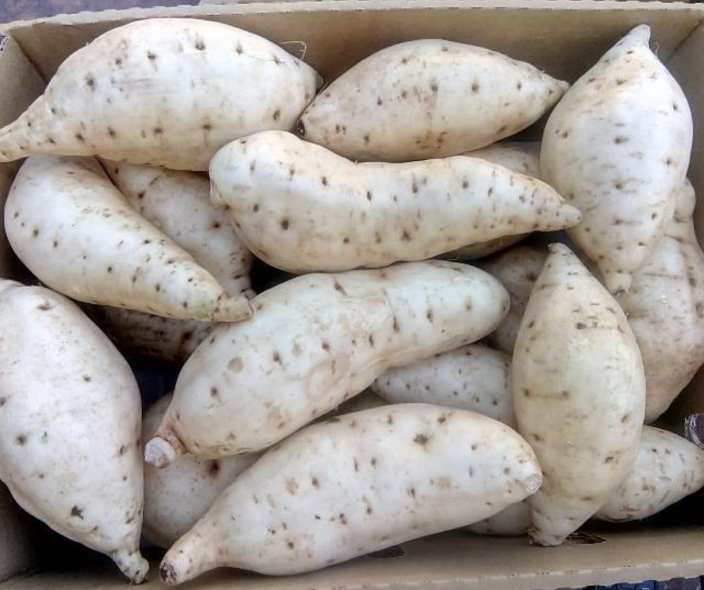 Sweet Potatoes - Uganda