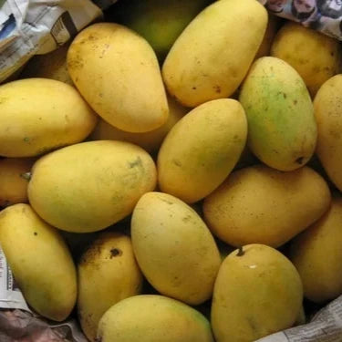 Chaunsa Mangoes - Pakistan