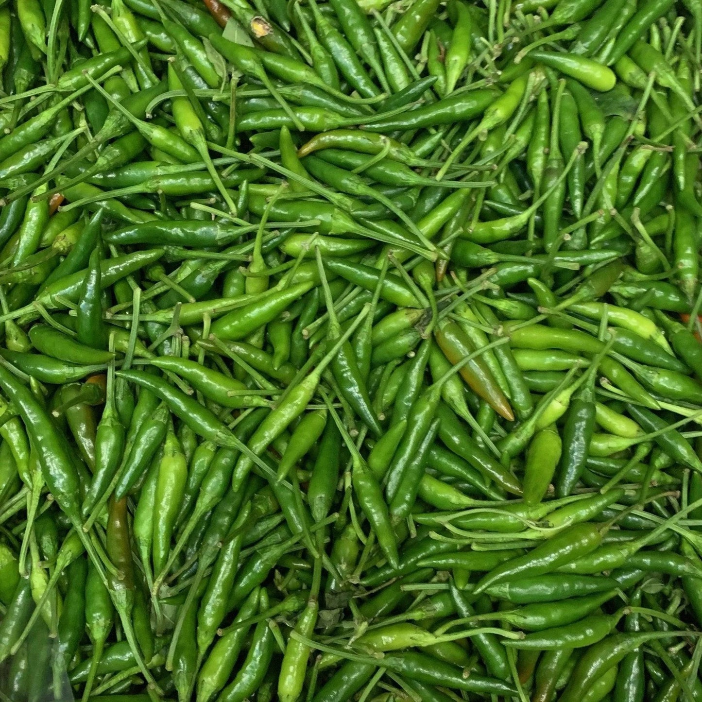 Green Birdseye Chilli - Rwanda