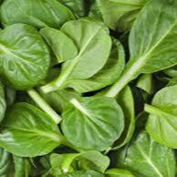 Baby Spinach - Italy