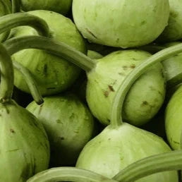 Round Dudhi - Pakistan