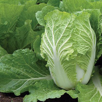 Chinese Cabbage