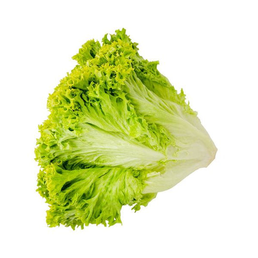 Green Lettuce (Lolo Bionda)