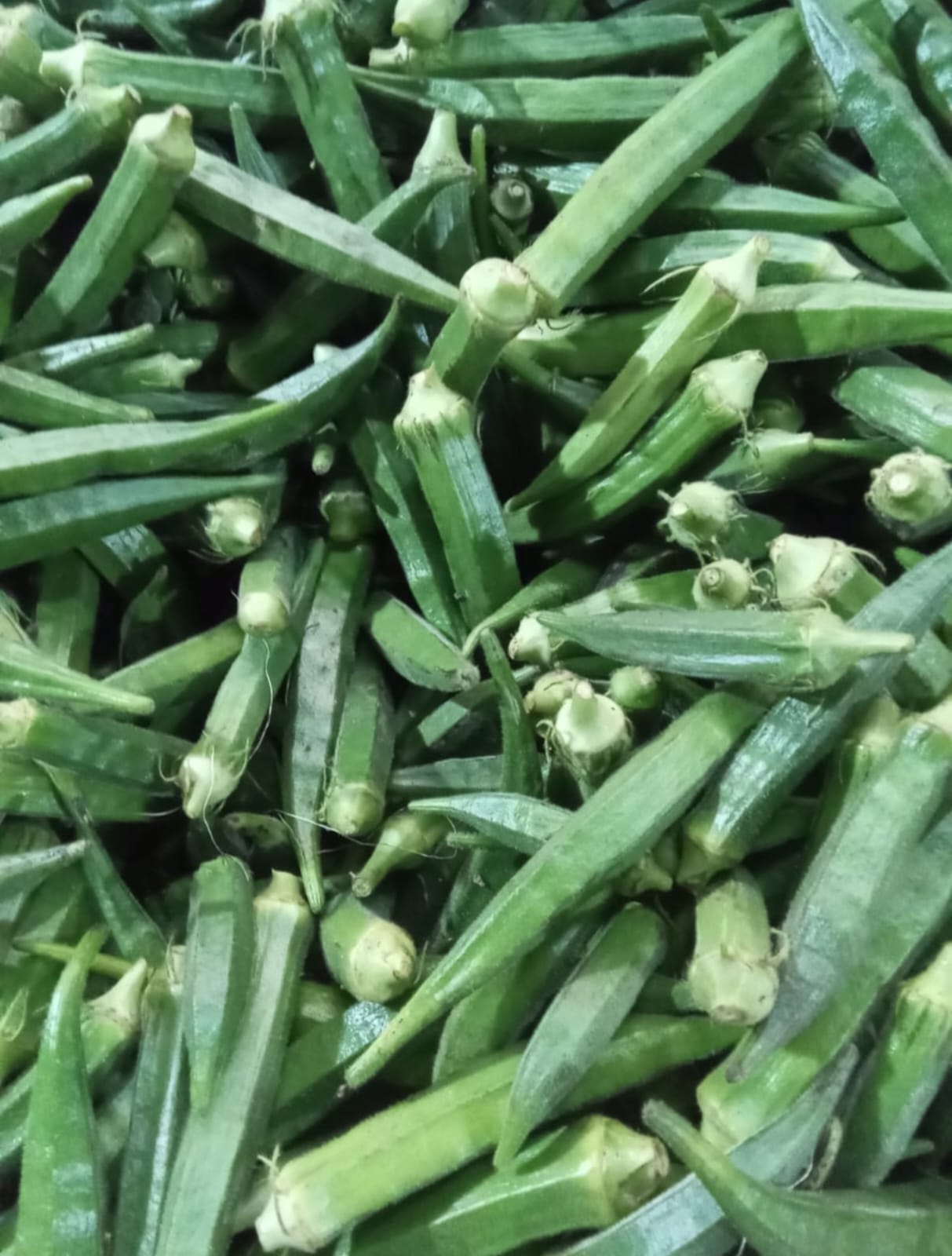 Kenya Okra (Bhindi/Lady Finger)