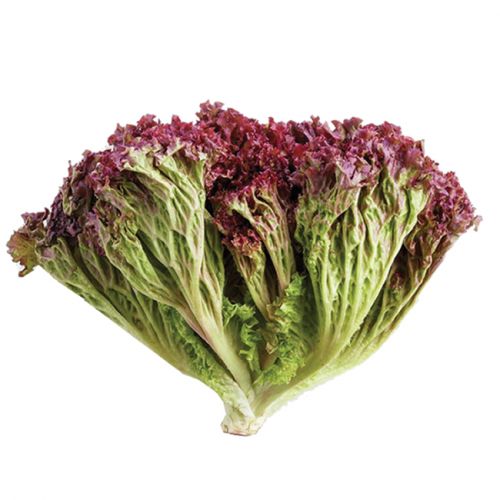 Red Lettuce (Lolo Rosso)